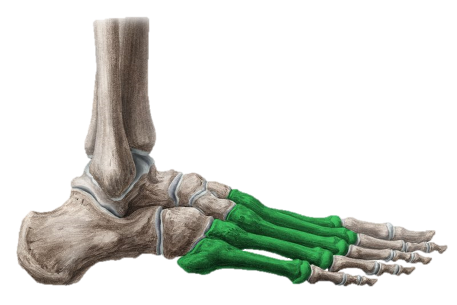 Кости плюсны. Metatarsal Bone. Плюсна прозрачном фоне. Metatarsal Bone Anatomy.